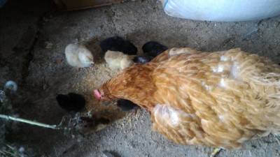 P_20170908_172005.jpg (80.57 KiB) Osservato 1202 volte P_20170908_172005.jpg