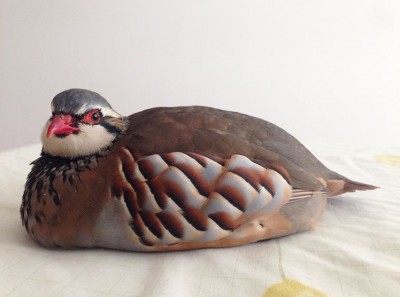 FullSizeRender.jpg (114.38 KiB) Osservato 580 volte FullSizeRender.jpg