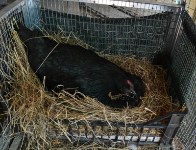 Australorp-chioccia.jpg (174.81 KiB) Osservato 1018 volte Australorp-chioccia.jpg