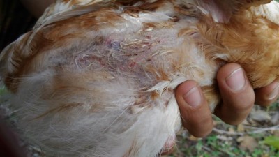 Sotto ala / P_20171001_164443.jpg P_20171001_164443.jpg