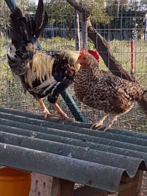 20171004_162407.jpg (142.69 KiB) Osservato 919 volte 20171004_162407.jpg