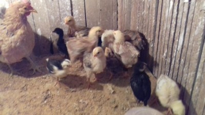 I pulcini (si nota la differenza tra quelli scuri nati da me e quelli colorati che ho acquistato ) / 20171011_192048.jpg 20171011_192048.jpg