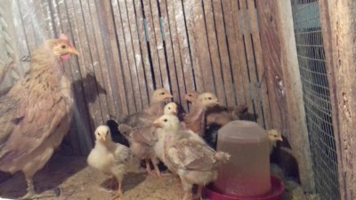 I pulcini (si nota la differenza tra quelli scuri nati da me e quelli colorati che ho acquistato ) / 20171011_192010.jpg 20171011_192010.jpg