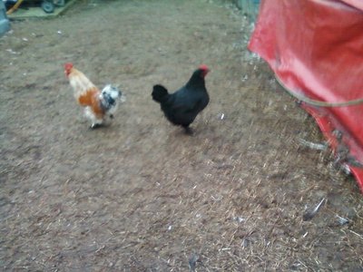 GALLETTO E SIGNORA / Foto-0006rid.jpg Foto-0006rid.jpg