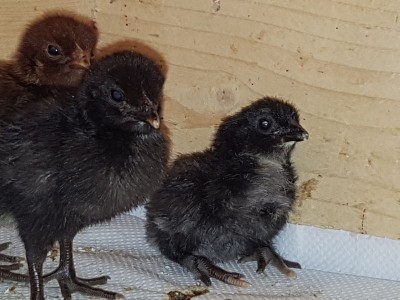 20171024_130308.jpg (77.47 KiB) Osservato 762 volte 20171024_130308.jpg