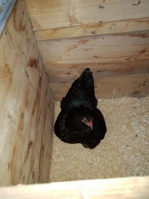 20171025_173929.jpg (96.02 KiB) Osservato 762 volte 20171025_173929.jpg