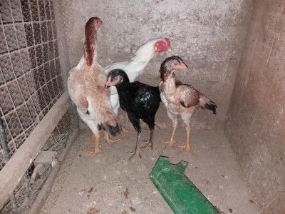 20171026_174327.jpg (125.69 KiB) Osservato 645 volte 20171026_174327.jpg