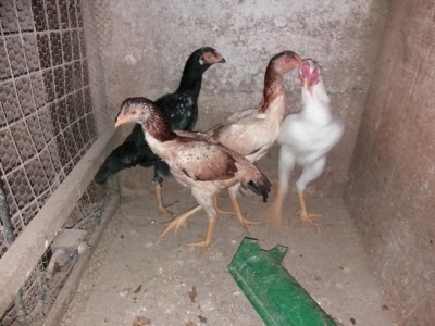 20171026_174331.jpg (99.33 KiB) Osservato 645 volte 20171026_174331.jpg