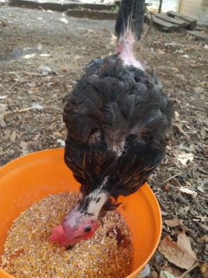 IMG_20171022_132221.jpg (117 KiB) Osservato 7827 volte IMG_20171022_132221.jpg