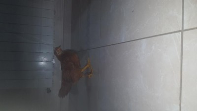 20171104_224943.jpg (25.36 KiB) Osservato 607 volte 20171104_224943.jpg