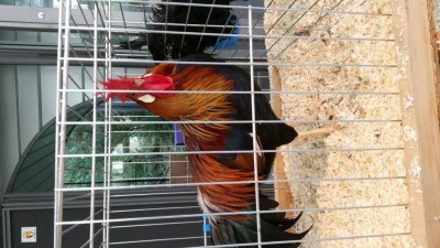 IMG-20171111-WA0013.jpeg (106.84 KiB) Osservato 886 volte IMG-20171111-WA0013.jpeg