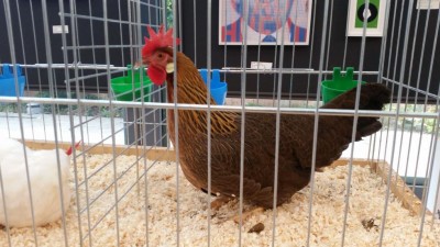 IMG-20171111-WA0011.jpeg (96.85 KiB) Osservato 886 volte IMG-20171111-WA0011.jpeg