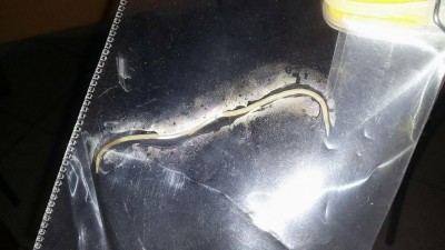 23698398_1512536868802247_1819158945_o.jpg (87.19 KiB) Osservato 563 volte 23698398_1512536868802247_1819158945_o.jpg