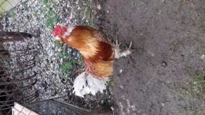 20171230_110541.jpg (133.18 KiB) Osservato 924 volte 20171230_110541.jpg