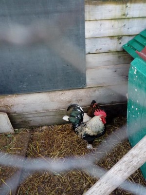 IMG_20180120_162258.jpg (107.47 KiB) Osservato 531 volte IMG_20180120_162258.jpg