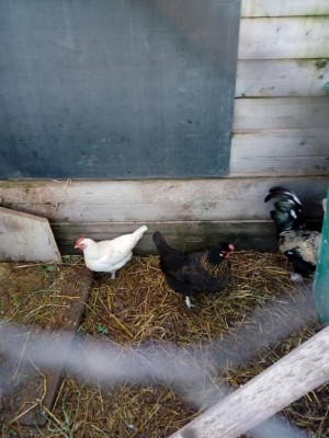 IMG_20180120_162240.jpg (108.11 KiB) Osservato 531 volte IMG_20180120_162240.jpg