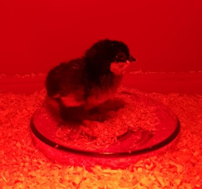 20180122_230056.jpg (67.95 KiB) Osservato 597 volte 20180122_230056.jpg