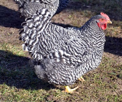 Amrocks76.jpg (132.6 KiB) Osservato 951 volte Amrocks76.jpg