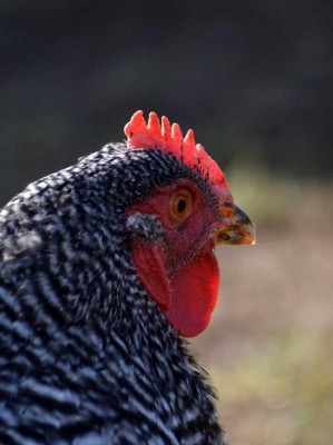 Amrocks76_cresta.jpg (63.97 KiB) Osservato 951 volte Amrocks76_cresta.jpg