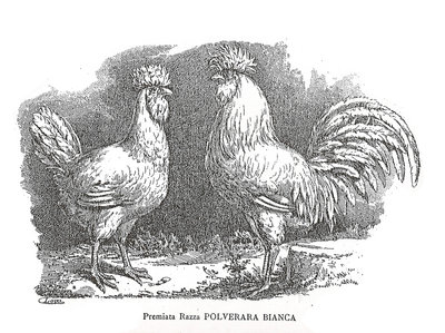 pol1.jpg (395.73 KiB) Osservato 858 volte pol1.jpg