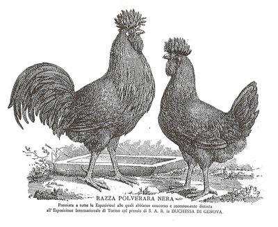 pol2.jpg (394.67 KiB) Osservato 858 volte pol2.jpg