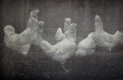 pol3.jpg (137.34 KiB) Osservato 763 volte pol3.jpg