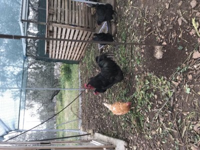 03C13977-00B4-4A8C-85B2-9F071436FE90.jpeg (214.8 KiB) Osservato 1205 volte 03C13977-00B4-4A8C-85B2-9F071436FE90.jpeg