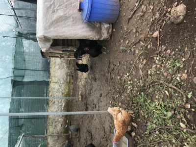 3872A457-DE94-4B3B-B700-49B6DB2E31BC.jpeg (193.9 KiB) Osservato 1205 volte 3872A457-DE94-4B3B-B700-49B6DB2E31BC.jpeg