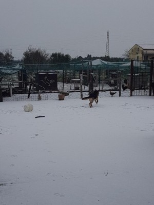 20180227_113640.jpg (74.78 KiB) Osservato 611 volte 20180227_113640.jpg