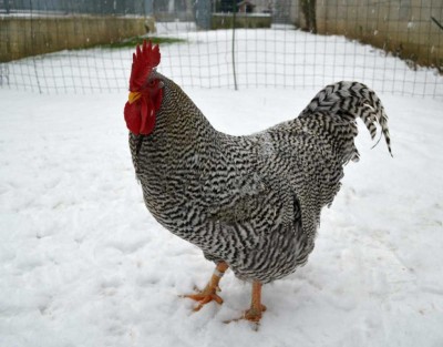 Bruce.jpg (85 KiB) Osservato 603 volte Bruce.jpg