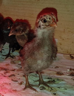 20180306_054914.jpg (126.96 KiB) Osservato 690 volte 20180306_054914.jpg