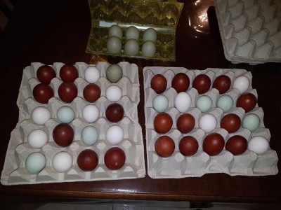 20180303_174018.jpg (97.59 KiB) Osservato 689 volte 20180303_174018.jpg