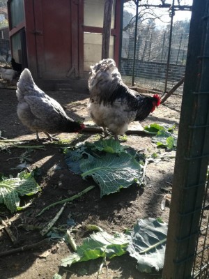 IMG_20180214_115850.jpg (142 KiB) Osservato 636 volte IMG_20180214_115850.jpg