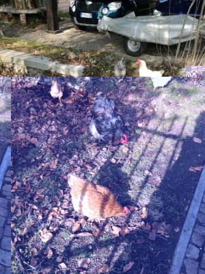 IMG_20180211_140457.jpg (202.66 KiB) Osservato 636 volte IMG_20180211_140457.jpg