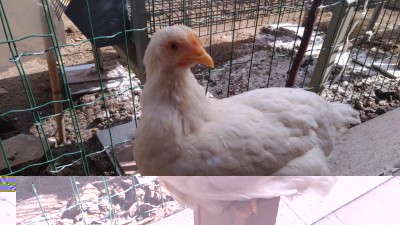 P_20180310_123125_vHDR_Auto.jpg (114.39 KiB) Osservato 869 volte P_20180310_123125_vHDR_Auto.jpg