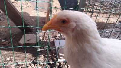 P_20180310_123135_vHDR_Auto.jpg (109.42 KiB) Osservato 869 volte P_20180310_123135_vHDR_Auto.jpg