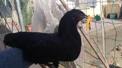 P_20180310_123326_vHDR_Auto.jpg (83.91 KiB) Osservato 869 volte P_20180310_123326_vHDR_Auto.jpg