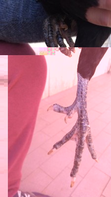 P_20180310_123312_vHDR_Auto.jpg (43.17 KiB) Osservato 869 volte P_20180310_123312_vHDR_Auto.jpg