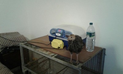 Evita su gabbia incubatrice.jpg (45.67 KiB) Osservato 2124 volte Evita su gabbia incubatrice.jpg