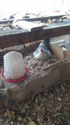 15214580841341119145580.jpg (95.39 KiB) Osservato 673 volte 15214580841341119145580.jpg