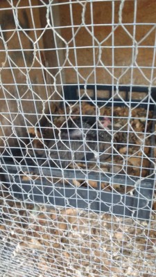 15214583160891812718869.jpg (108.48 KiB) Osservato 673 volte 15214583160891812718869.jpg