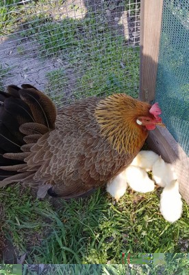 20170322_073918.jpg (207.2 KiB) Osservato 720 volte 20170322_073918.jpg