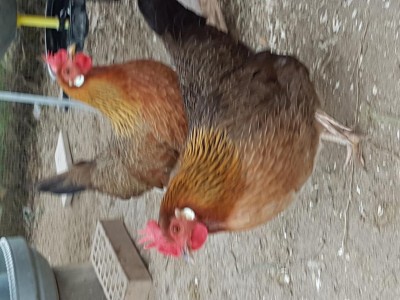 20170113_102544.jpg (107.03 KiB) Osservato 720 volte 20170113_102544.jpg