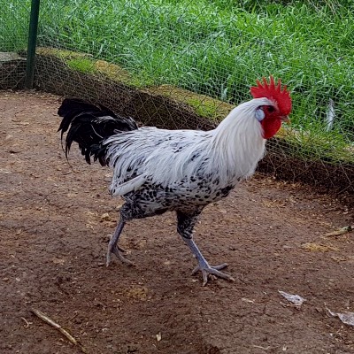 20180327_190023.jpg (298.61 KiB) Osservato 841 volte 20180327_190023.jpg