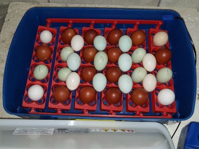 20180331_001653.jpg (95.96 KiB) Osservato 686 volte 20180331_001653.jpg