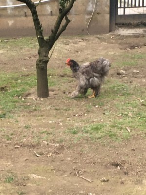 galletto.JPG (100.4 KiB) Osservato 777 volte galletto.JPG