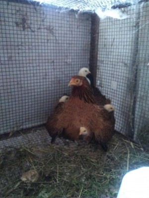 Sembra un albero di Natale! / IMG_20180323_172159.jpg IMG_20180323_172159.jpg