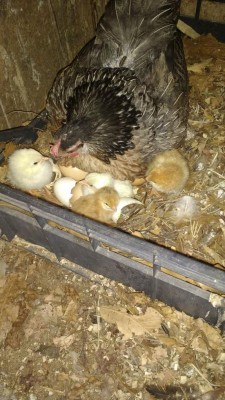 IMG-20180403-WA0001.jpeg (122.64 KiB) Osservato 606 volte IMG-20180403-WA0001.jpeg