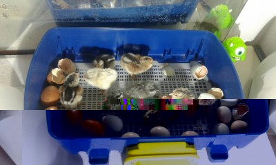 cucciolata 8 aprile.jpg (72.06 KiB) Osservato 865 volte cucciolata 8 aprile.jpg