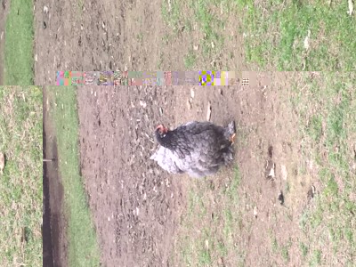 Ecco le galline / F094AB00-F8CB-41CE-9209-A5562F335AB2.jpeg F094AB00-F8CB-41CE-9209-A5562F335AB2.jpeg